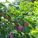 채식요리(주간) 이미지