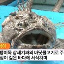 고성활어