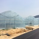 조안 농장 이미지