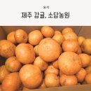 신선한 고당도 노지감귤, 소담농원 제주감귤 후기