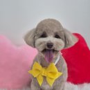 아모르 댕 이미지