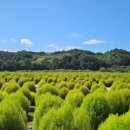 원압산손두부 이미지