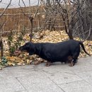 장수동물약국 이미지