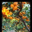 다미 농장 이미지