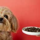 대곡동물병원 이미지