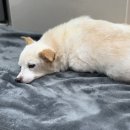 서초이음동물병원 이미지