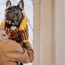 펫 디자인(강아지 옷 만들기) 이미지