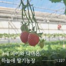 대인농장3 | 3세 아이랑 다녀온 딸기 체험농장 후기 | 하늘애딸기농장(잘익은 딸기 고르는법)