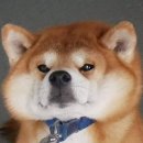안가