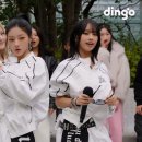 딩고 이미지
