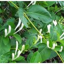 금은화민박 이미지