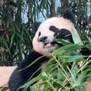 단풍나무짐 이미지