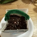 에코 강남콩 화분🌱홍지아 이미지