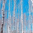 빛-자작나무 이미지