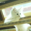 노르웨이숲 - 서산시 안견로 235 | 노르웨이숲