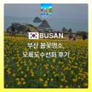 오륙도로 | 부산 봄꽃명소, 노란 오륙도 수선화 가득한 봄나들이 후기