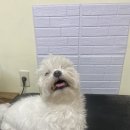 깔꼼 애견미용실 이미지