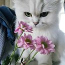 송이 어린이집 | 지.향 졸업식 꽃한송이포장추천 꽃다발 생화택배