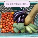 촌부의 단상-장마가 끝났다네. 이미지