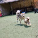 두리멍쉴 애견유치원 이미지