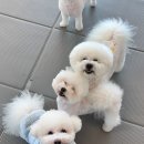 B&B(바비브라운 비숑프리제) | 바비브라운 비숑프리제,울산애견유치원 이용해본 날 이야기해요