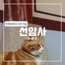 동서여관 | [순천] 선암사 (순천 세계문화유산 사찰/ 고양이 보살)