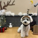 쌍암공원 | 광주 첨단 버블독스 광주쌍암공원점 24시 셀프목욕후기