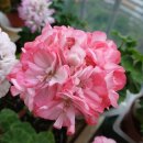 고고한마녀 이미지