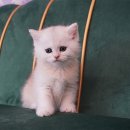 부산강아지분양 고양이분양 베스트펫 본점 | 부산남포동강아지·고양이분양 모두 만날 수 있는 베스트펫