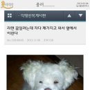 다운신발