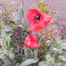 옥룡북초등학교 이미지