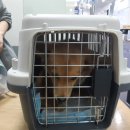 호야켄넬 이미지