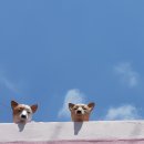 금빛 반달고개 이미지