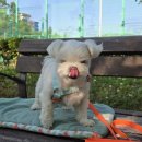 서호꽃뫼(2) 이미지