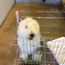 개키우는 언니 이미지