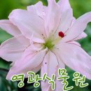 분홍 겹꽃, 백합 (신상품), 3개묶음 이미지