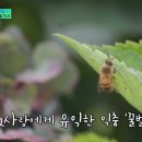 꿀벌 동물병원 이미지