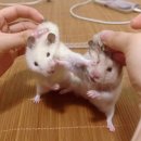 파인네일 네이버블로그