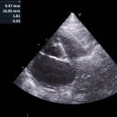 동탄원더스동물의료센터 | 고양이 심장병 TMT(Transient Myocardial Thickening) - 이사 후 식욕부진, 기력저하 쇼크