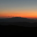 성지애견 이미지