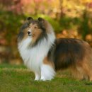 라임레이디 이미지