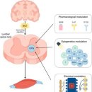 muscle synergies, 척수의 중추패턴발생기(CPG)로 보는 인체의 움직임, 협응력 탐구!!! 이미지