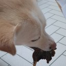 우쭈쭈수제간식 이미지