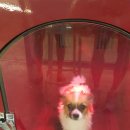 아우름피트니스 | 동대문헬스장[HBODY휘트니스] 남양주 애견카페 아우름후기!