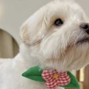 강아지 멋내기 이미지