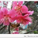 홍매화 민박 이미지