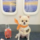 알로하펫 이미지