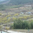 산수유고장