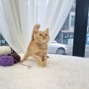 일산고양이분양 라라캣츠 이미지