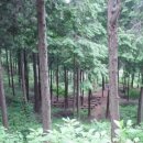 비타민 숲 이미지